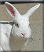 Durrin the Rabbit