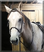 Buck the American Quarter Horse