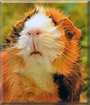 Lorelay the Abyssinian Guinea Pig