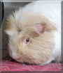 Lin the Guinea Pig