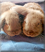 Bruno and Hugo, the Dwarf Lop Rabbits