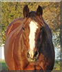 Miranda the Quarter Horse