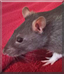 Ratatat the Hooded Rat