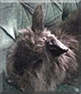 Sparkles the Lionhead Rabbit