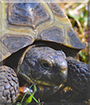 Gaia the Russian Tortoise