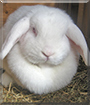 Bimberly the Lop Rabbit