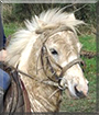 Master Pipps the Shetland Pony mix