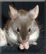 Nyroc the Fancy Mouse