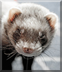 Mayawi the Sable Ferret