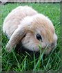 Nikolaus the Dwarf Lop Rabbit