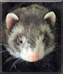 Queeni the Ferret
