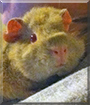 Caramel Fudge the Texel Guinea Pig
