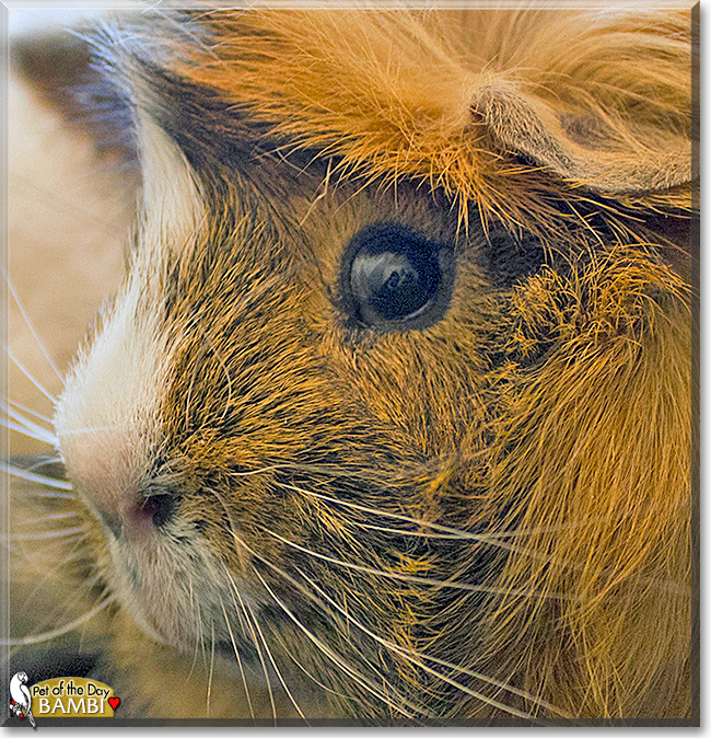 Bambi the Abyssinian Guinea Pig,  the Pet of the Day