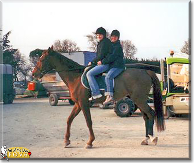 Fova the Trotter Horse cross,  the Pet of the Day
