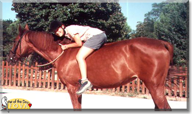 Fova the Trotter Horse cross,  the Pet of the Day