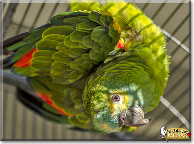 Mopar the Blue Front Amazon Parrot,  the Pet of the Day