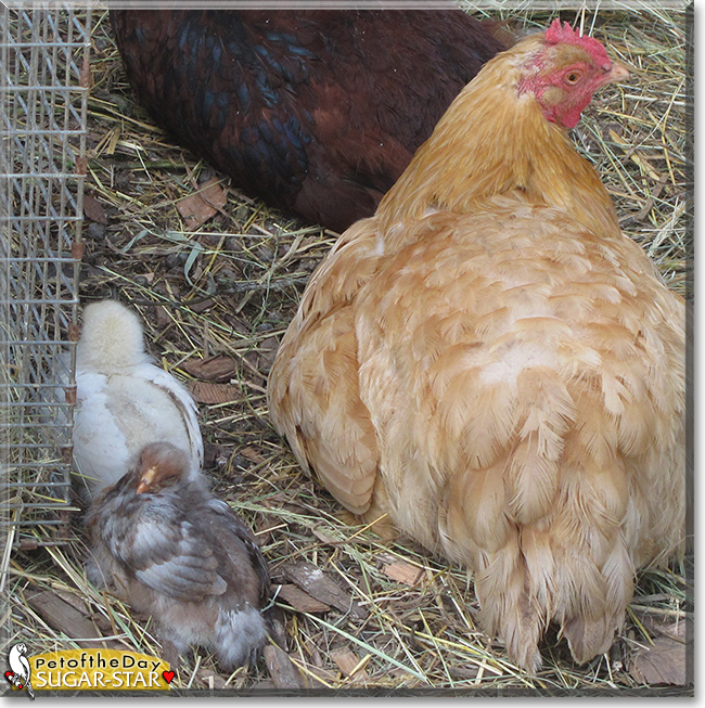 Sugar-Star the Mixed breed Chicken,  the Pet of the Day