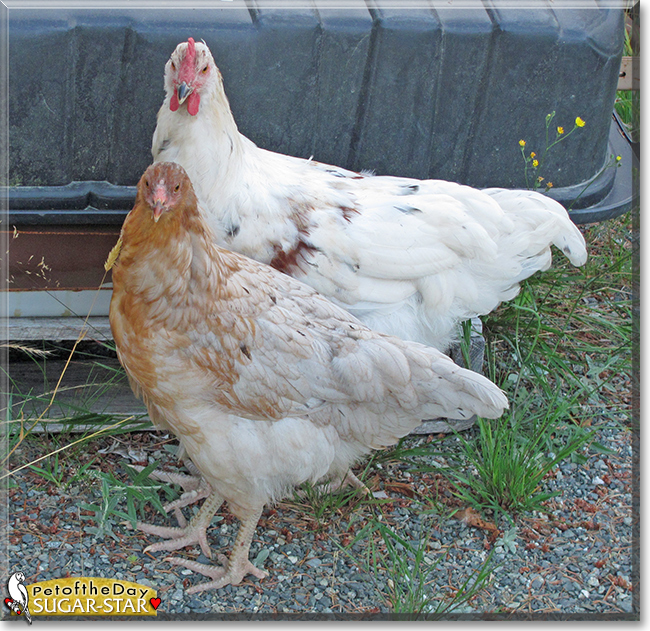 Sugar-Star the Mixed breed Chicken,  the Pet of the Day