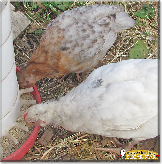 Sugar-Star the Mixed breed Chicken,  the Pet of the Day