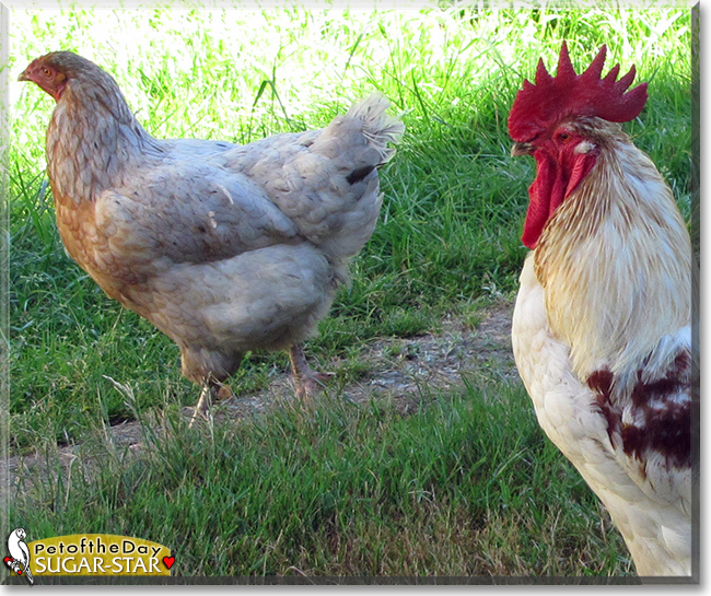 Sugar-Star the Mixed breed Chicken,  the Pet of the Day