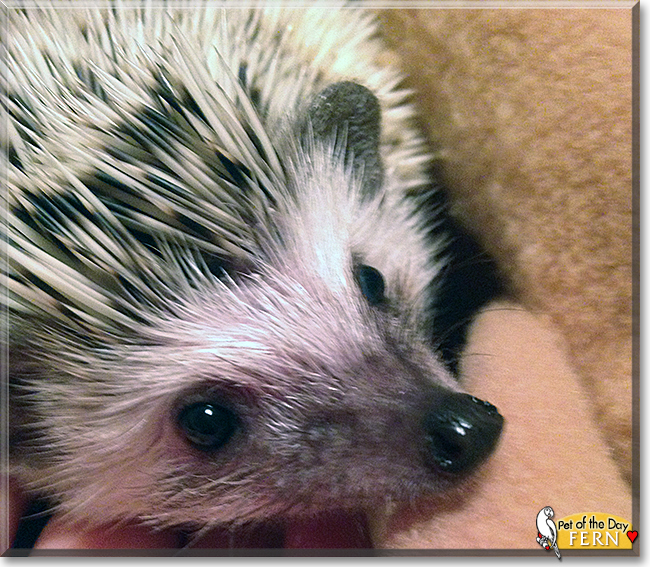 Fern the African Pygmy Hedgehog,  the Pet of the Day