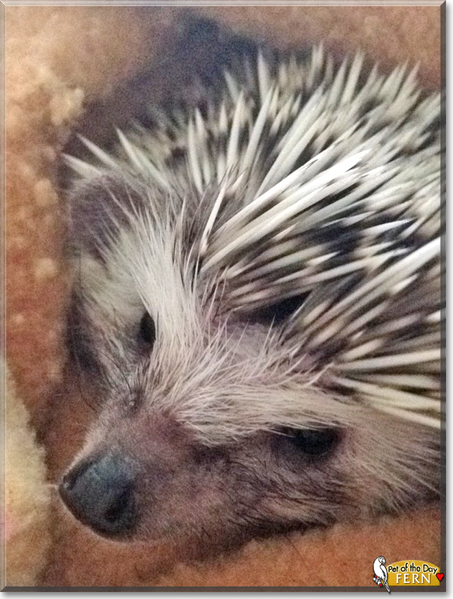 Fern the African Pygmy Hedgehog,  the Pet of the Day