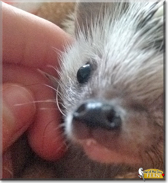 Fern the African Pygmy Hedgehog,  the Pet of the Day