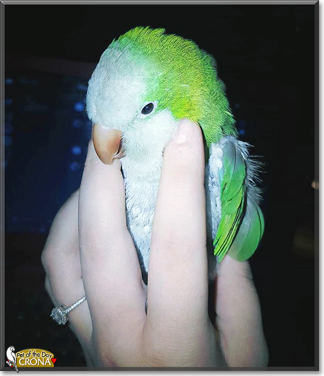 Crona the Quaker Parrot,  the Pet of the Day
