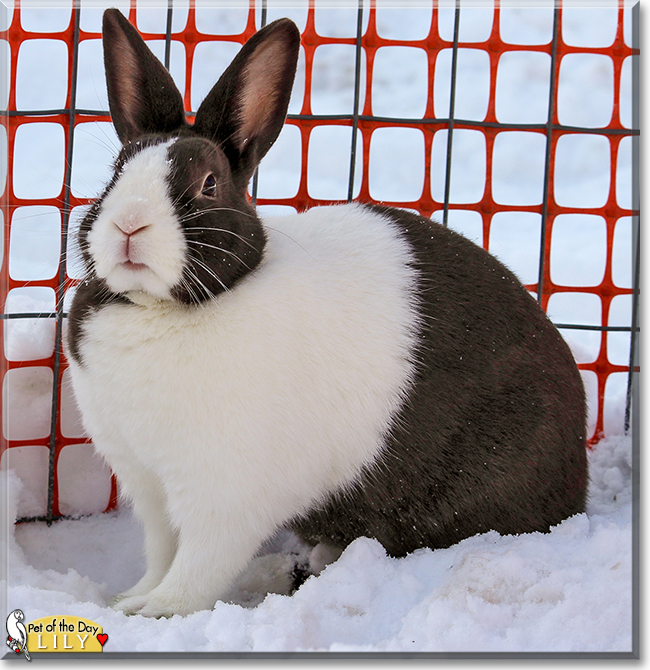 Lily the Dutch Rabbit,  the Pet of the Day