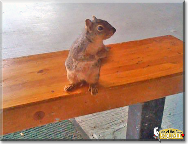 Squall the Grey Squirrel,  the Pet of the Day