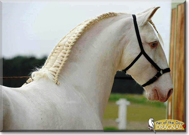 Dragnal the Percheron Horse,  the Pet of the Day