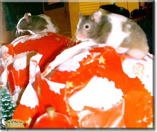 Herbie the Hamster,  the Pet of the Day
