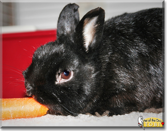 Tobi the Dwarf Rabbit,  the Pet of the Day