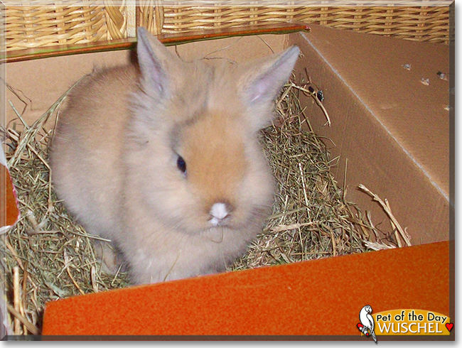 Wuschel the Lionhead mix Rabbit,  the Pet of the Day
