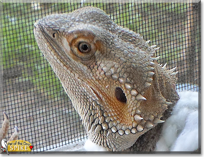 Spike the Bearded Dragon,  the Pet of the Day