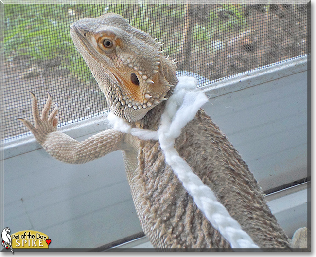 Spike the Bearded Dragon,  the Pet of the Day