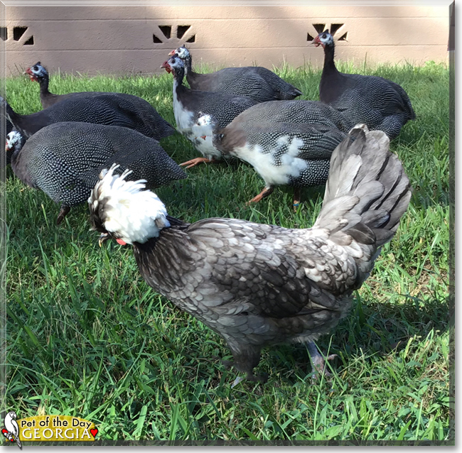 Georgia the Polish Chicken,  the Pet of the Day