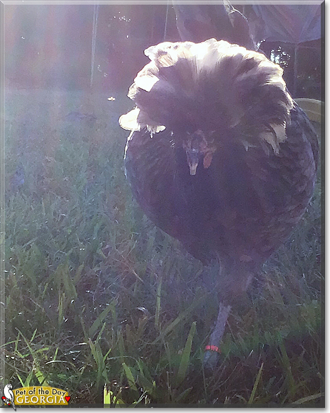 Georgia the Polish Chicken,  the Pet of the Day