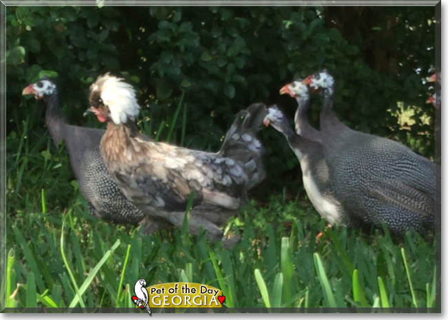 Georgia the Polish Chicken,  the Pet of the Day
