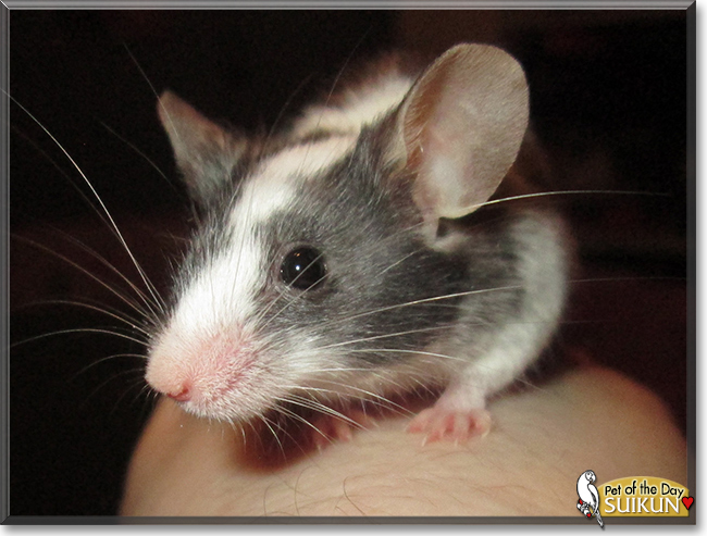 Suikun the Fancy Mouse,  the Pet of the Day