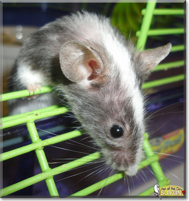 Suikun the Fancy Mouse,  the Pet of the Day