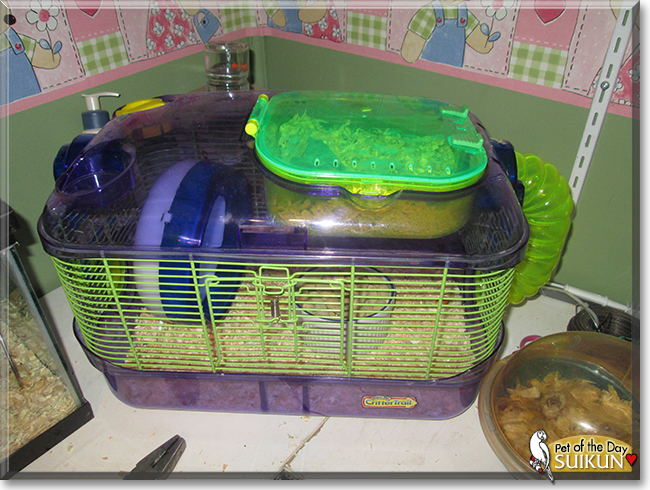 Suikun the Fancy Mouse,  the Pet of the Day