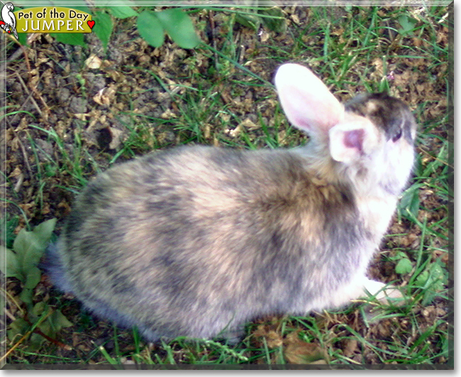 Jumper the Rabbit,  the Pet of the Day