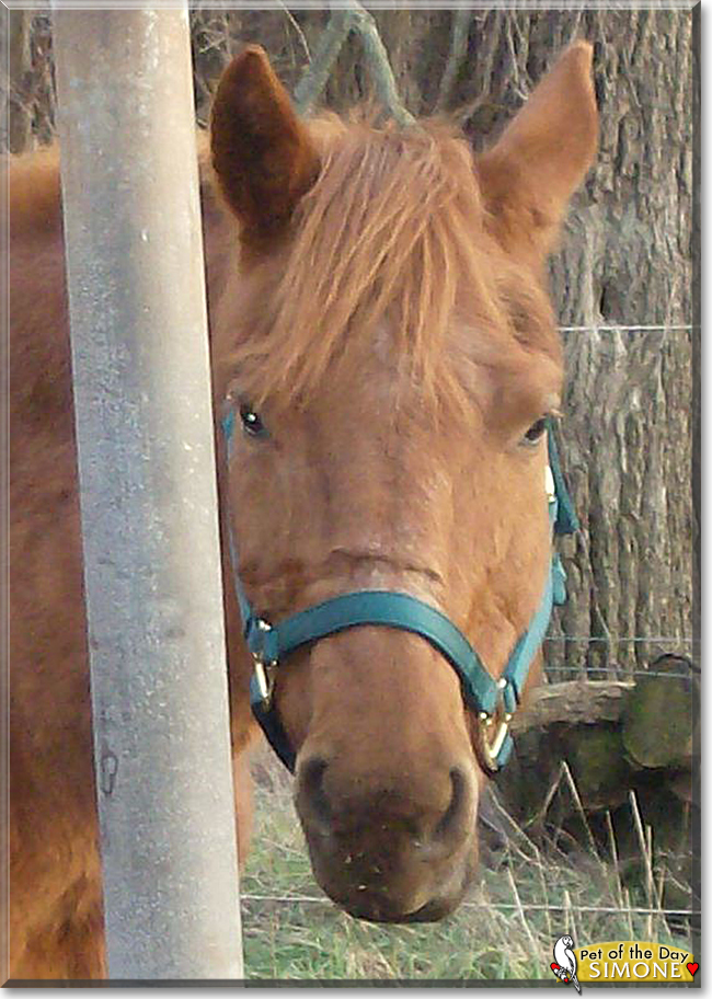 Simone the Quarter Horse,  the Pet of the Day