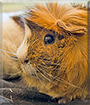 Bambi the Abyssinian Guinea Pig