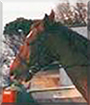 Fova the Trotter Horse cross