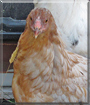 Sugar-Star the Mixed breed Chicken