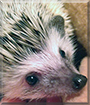 Fern the African Pygmy Hedgehog