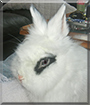 MnM the Lionhead, Dwarf Rabbit mix