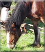 Colum the Clydesdale/Shire Horse cross